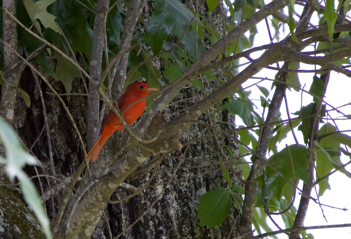 Piranga Roja - ML574442621