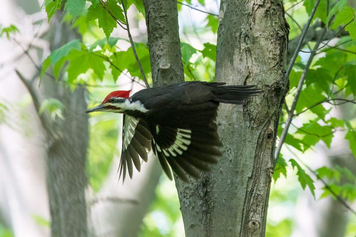 Pileated Woodpecker - ML574443031