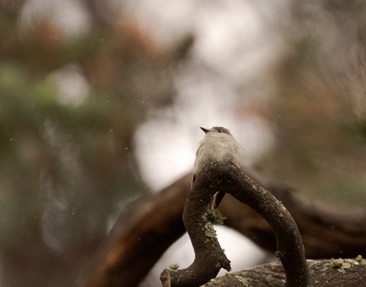 Hammond's Flycatcher - ML574444001