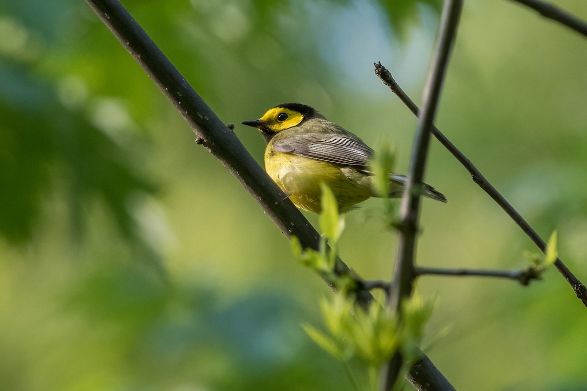 Hooded Warbler - Brian McGee