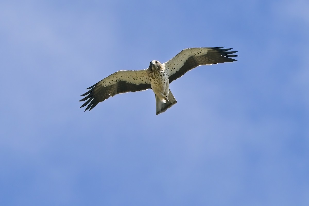 Бахим бүргэд - ML574444141