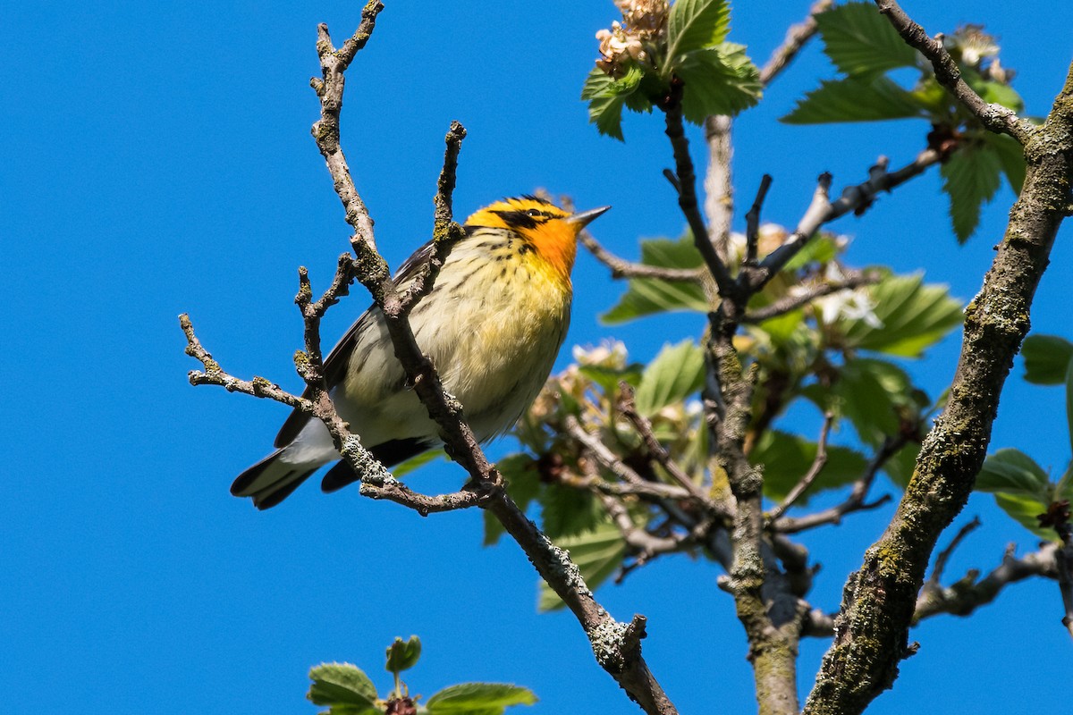 Blackburnian Warbler - ML574444171