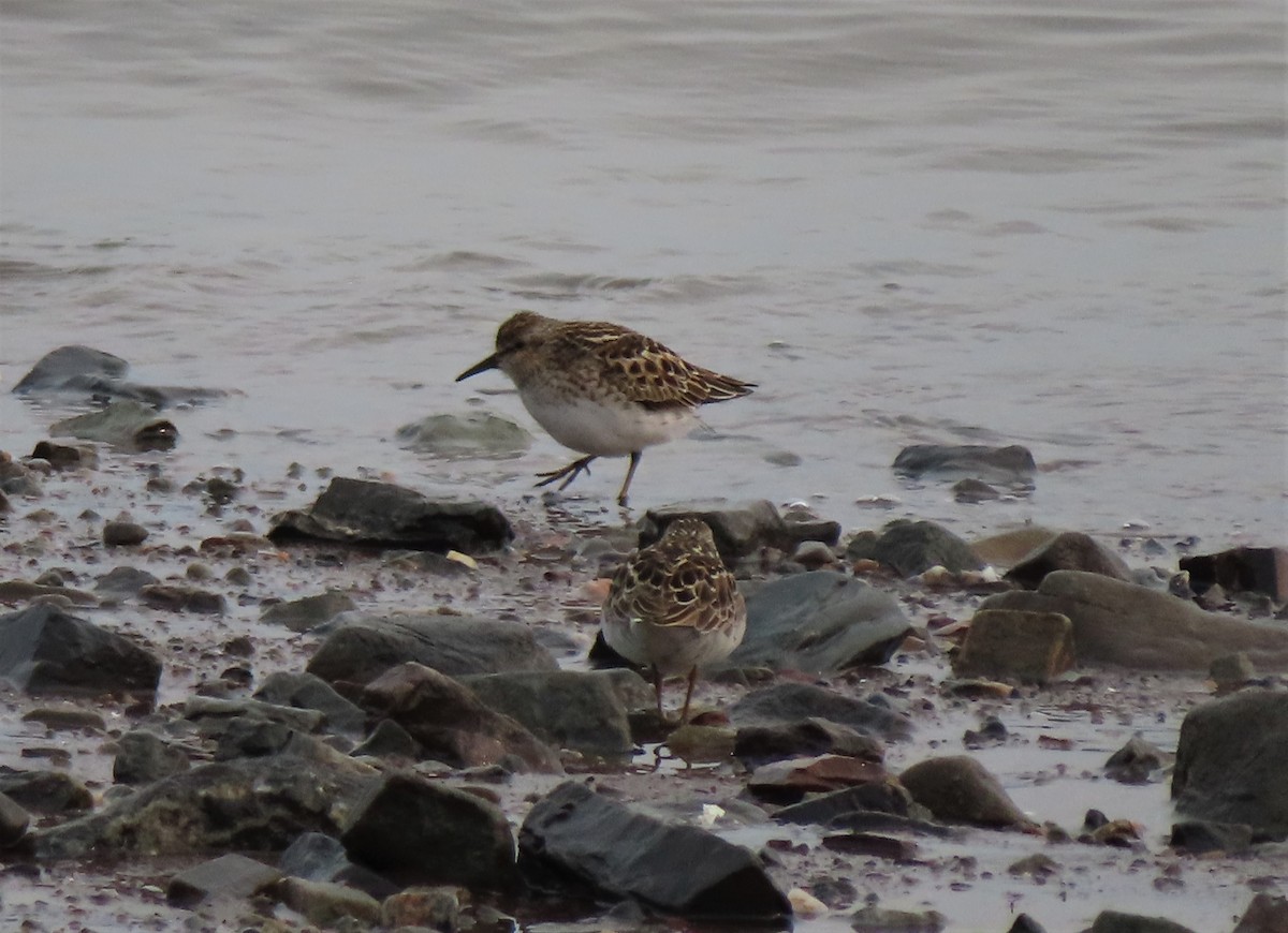 Least Sandpiper - ML574444731