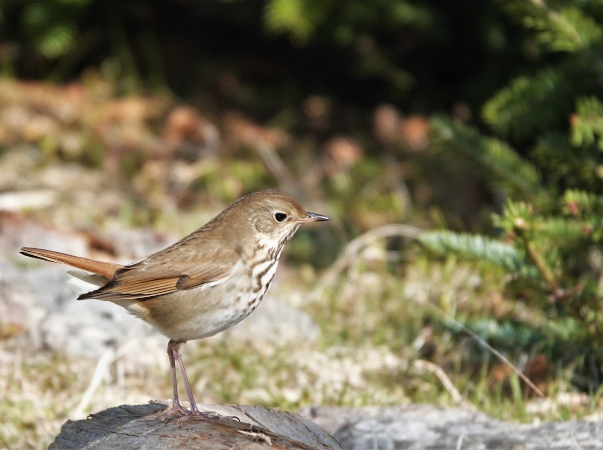 Hermit Thrush - ML574444871