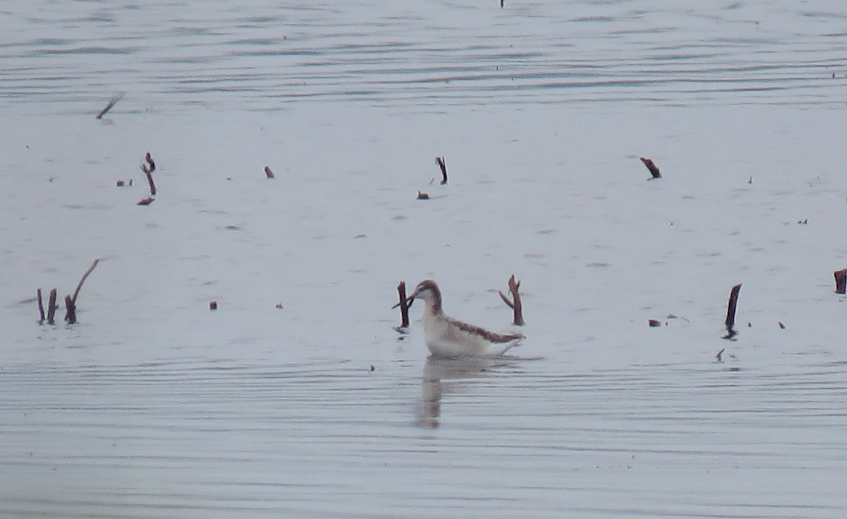 Wilson's Phalarope - ML574445301