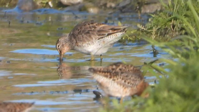 Short-billed Dowitcher - ML574445381