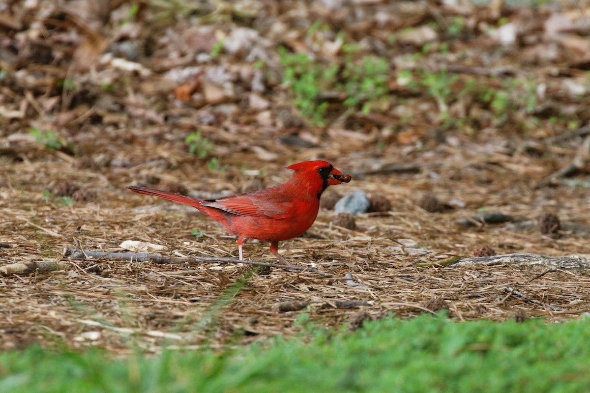 Cardinal rouge - ML574446411