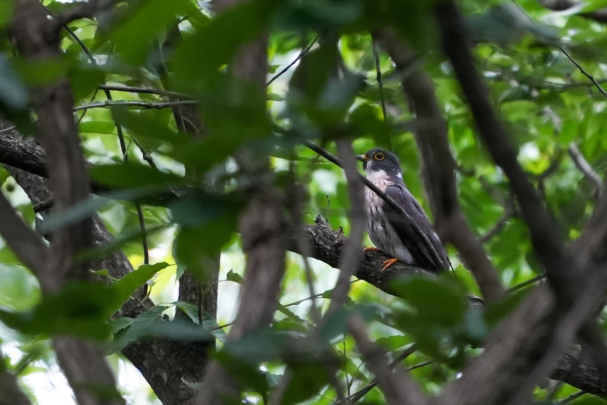 Northern Hawk-Cuckoo - ML574447301