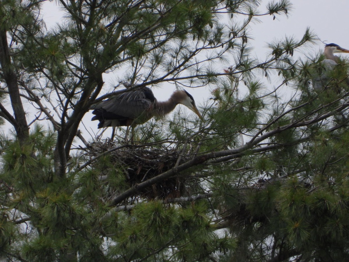 Great Blue Heron - ML574447311