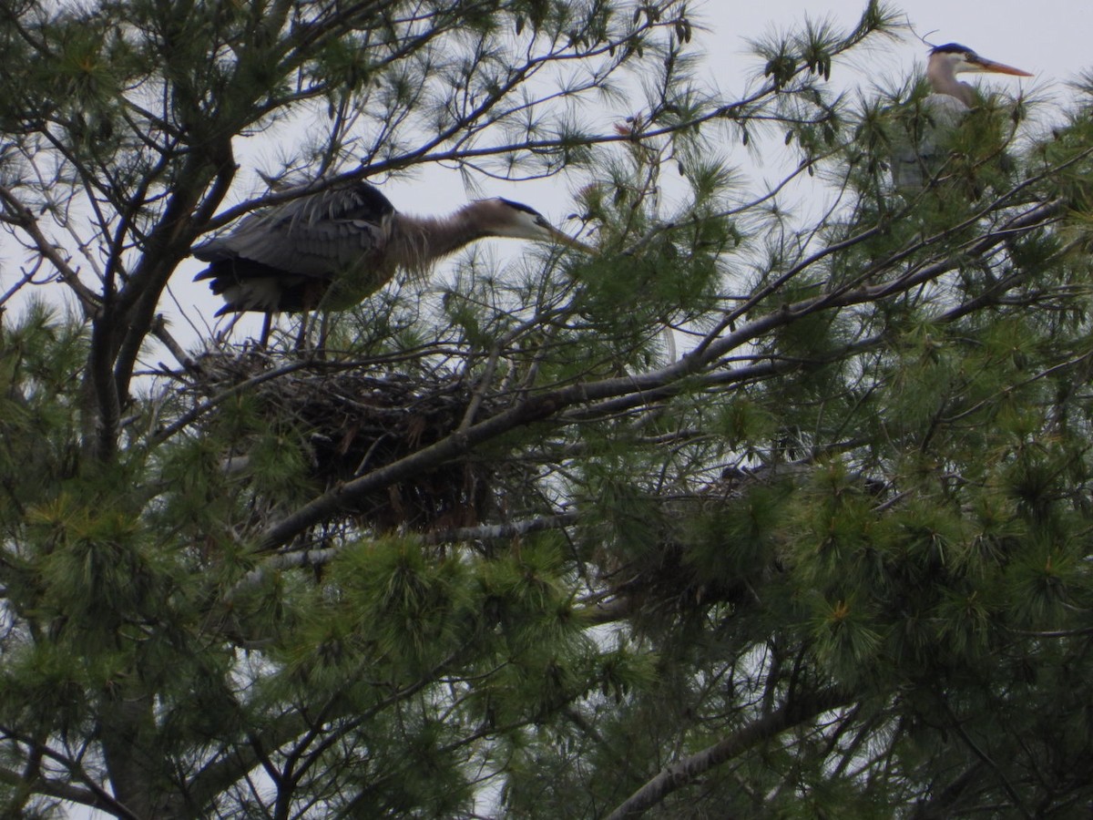 Great Blue Heron - ML574447321