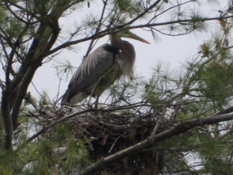 Great Blue Heron - ML574447331
