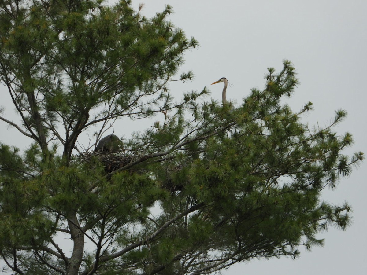 Great Blue Heron - ML574447351
