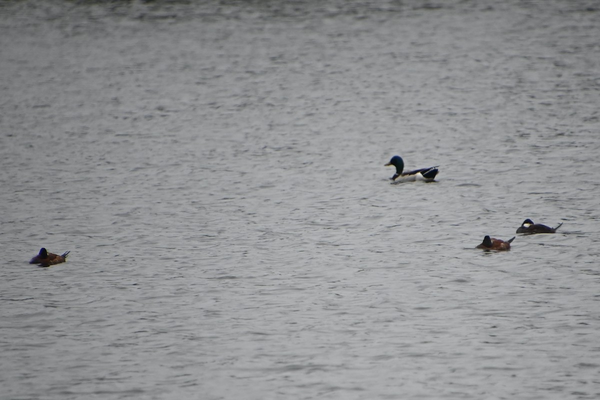 Ruddy Duck - ML574450931