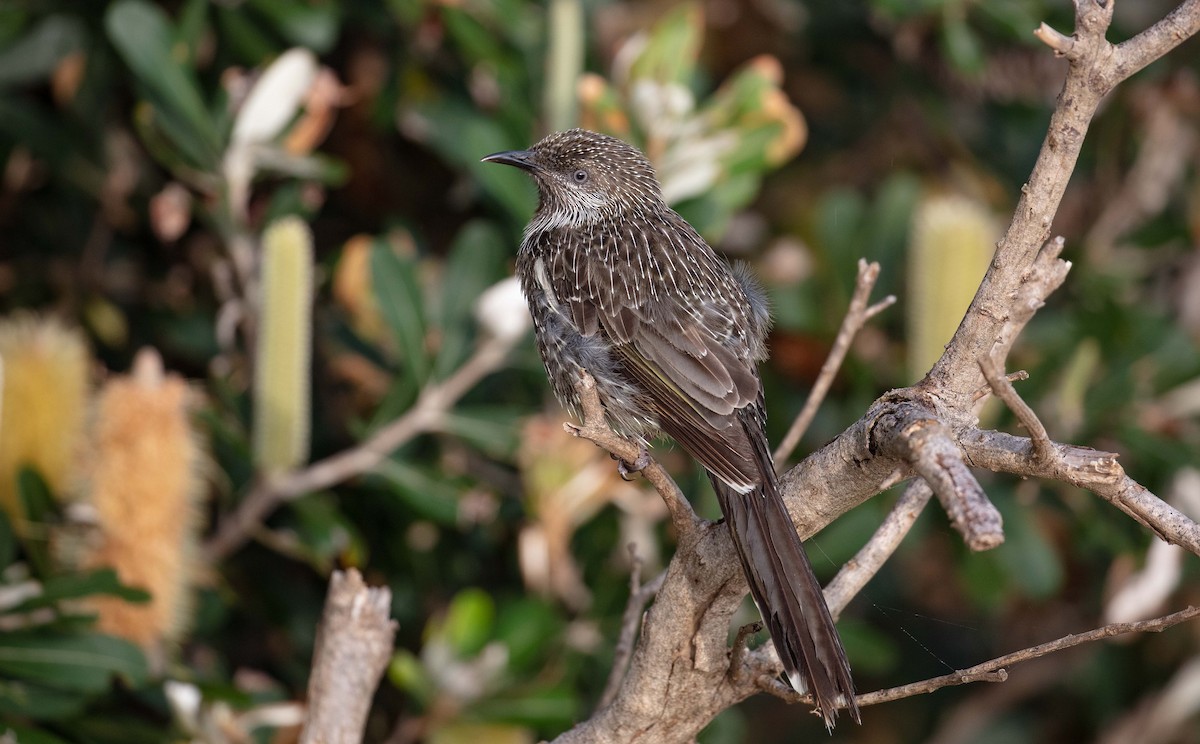 Little Wattlebird - Hickson Fergusson