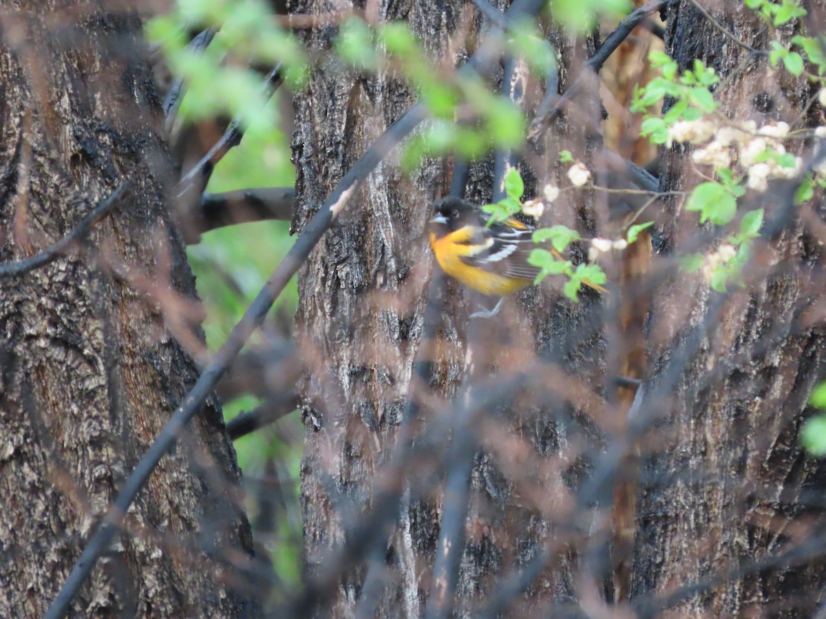 Baltimore Oriole - ML574451501