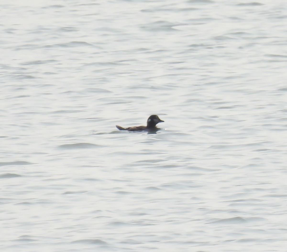 Harlequin Duck - Philip Downey