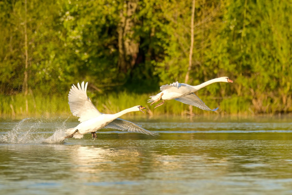 Cygne tuberculé - ML574452591