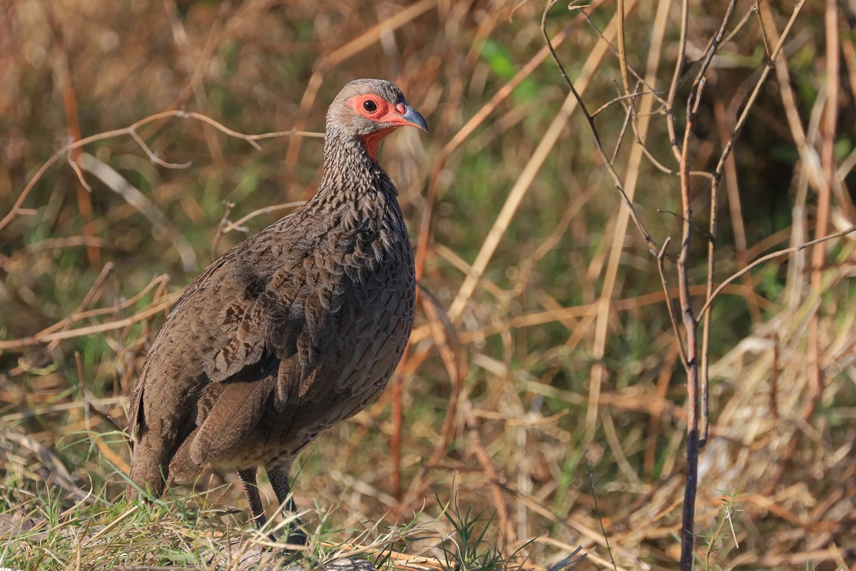 Swainson's Spurfowl - Phil Stouffer