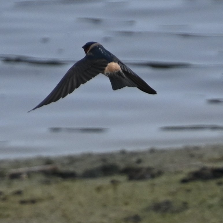 Cliff Swallow - ML574453461