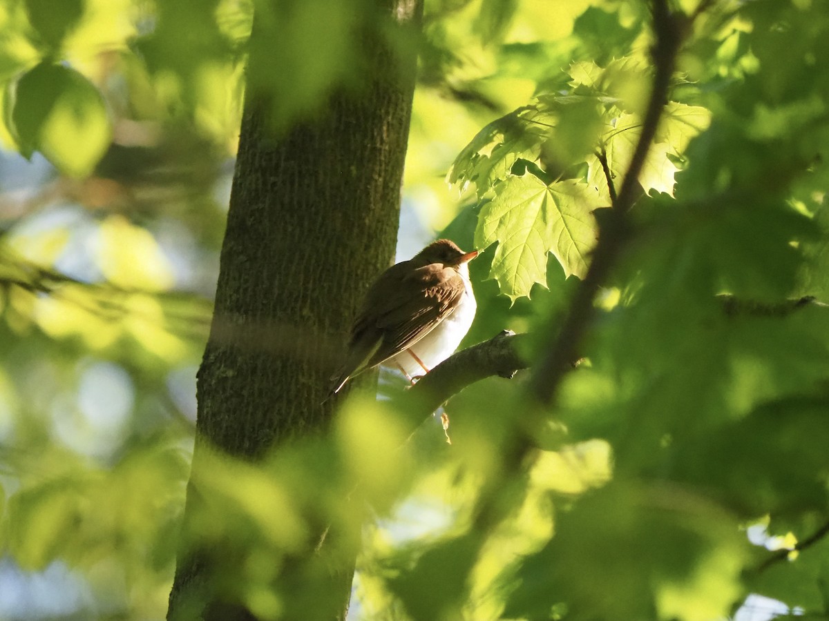 Veery - Ingrid Messbauer