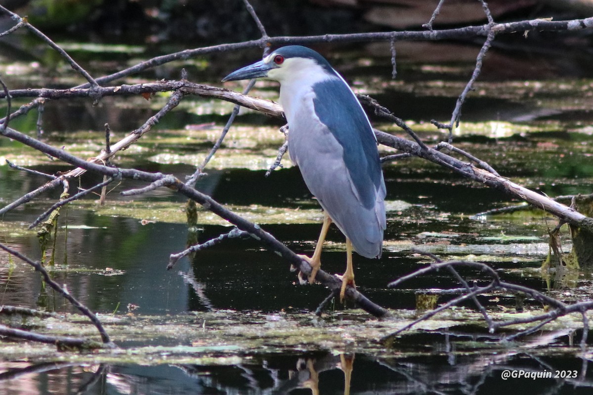 Black-crowned Night Heron - ML574453881