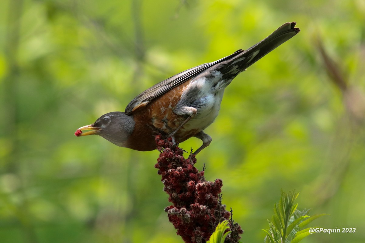 American Robin - Guy Paquin