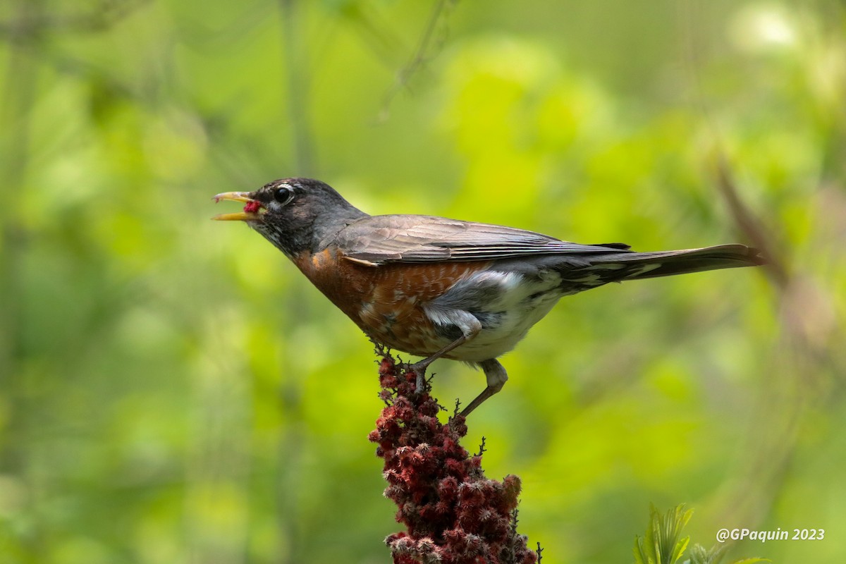 American Robin - ML574454061