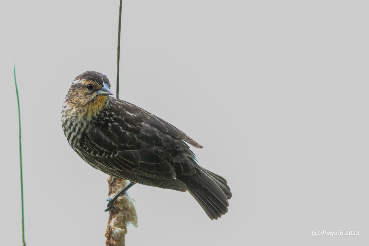 Red-winged Blackbird - ML574454271