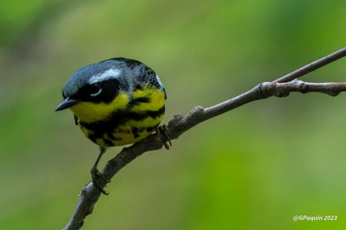 Magnolia Warbler - ML574454671