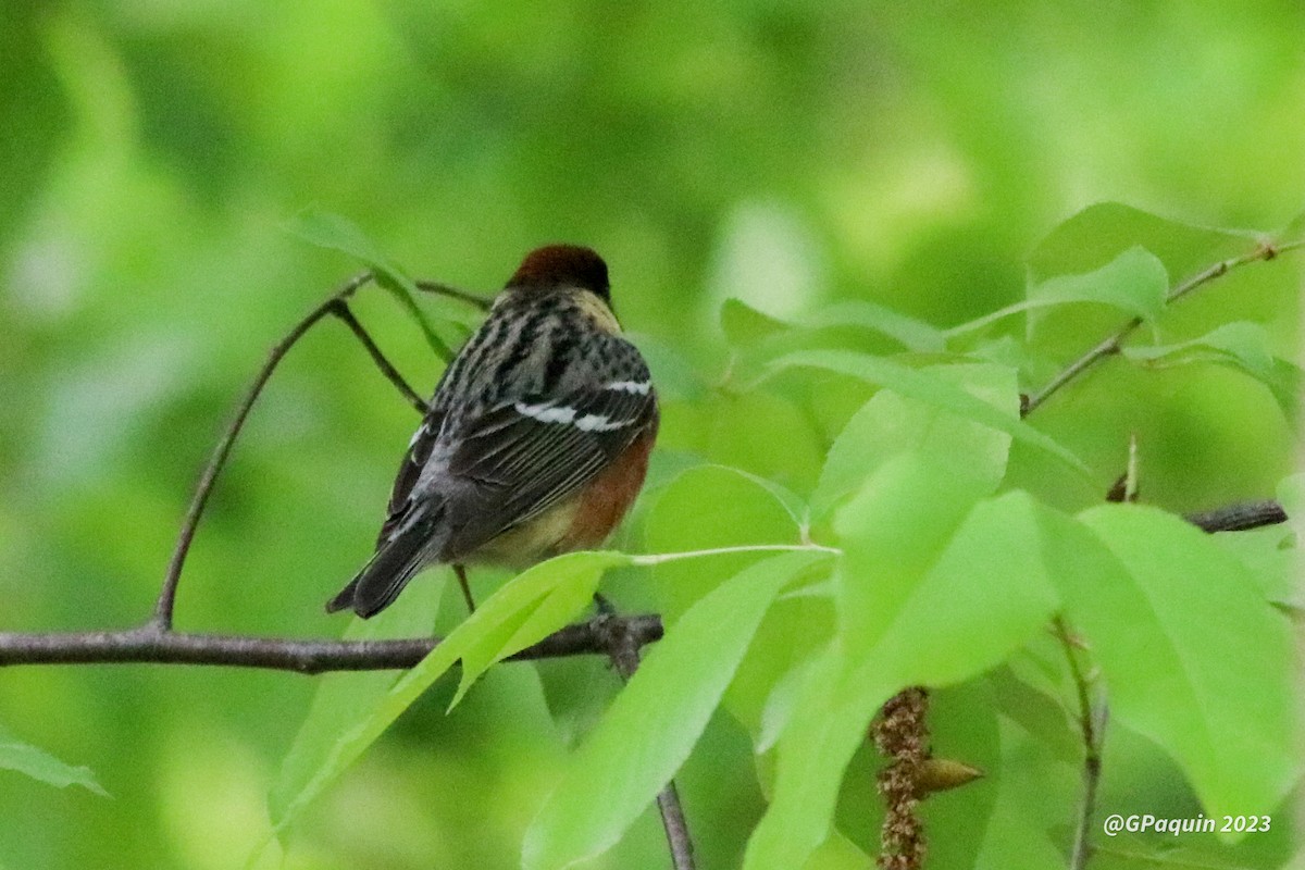 Braunkehl-Waldsänger - ML574454851