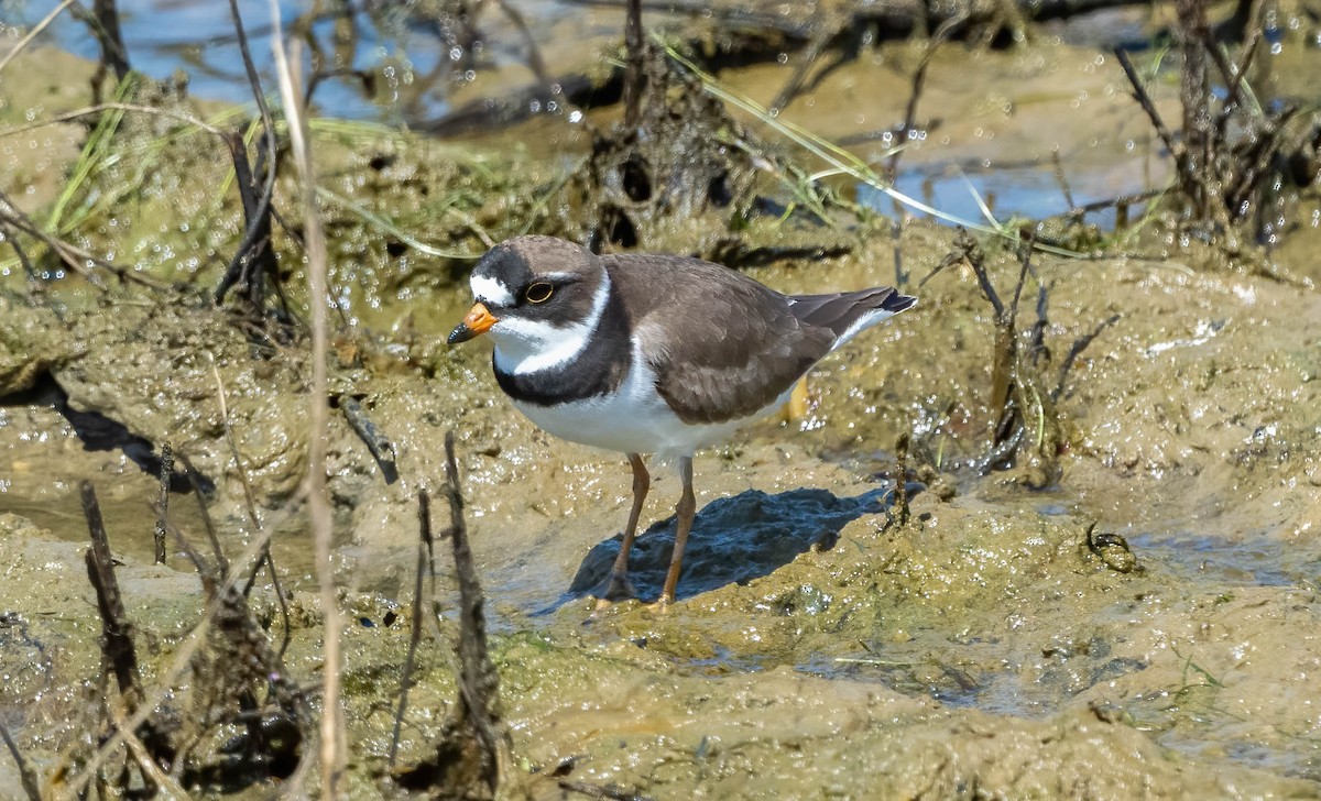 Semipalmated Plover - ML574455371