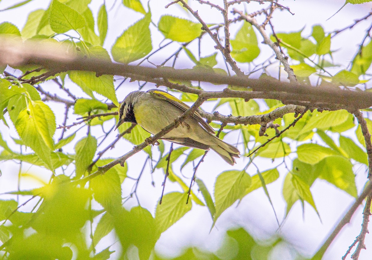 Golden-winged Warbler - ML574455661