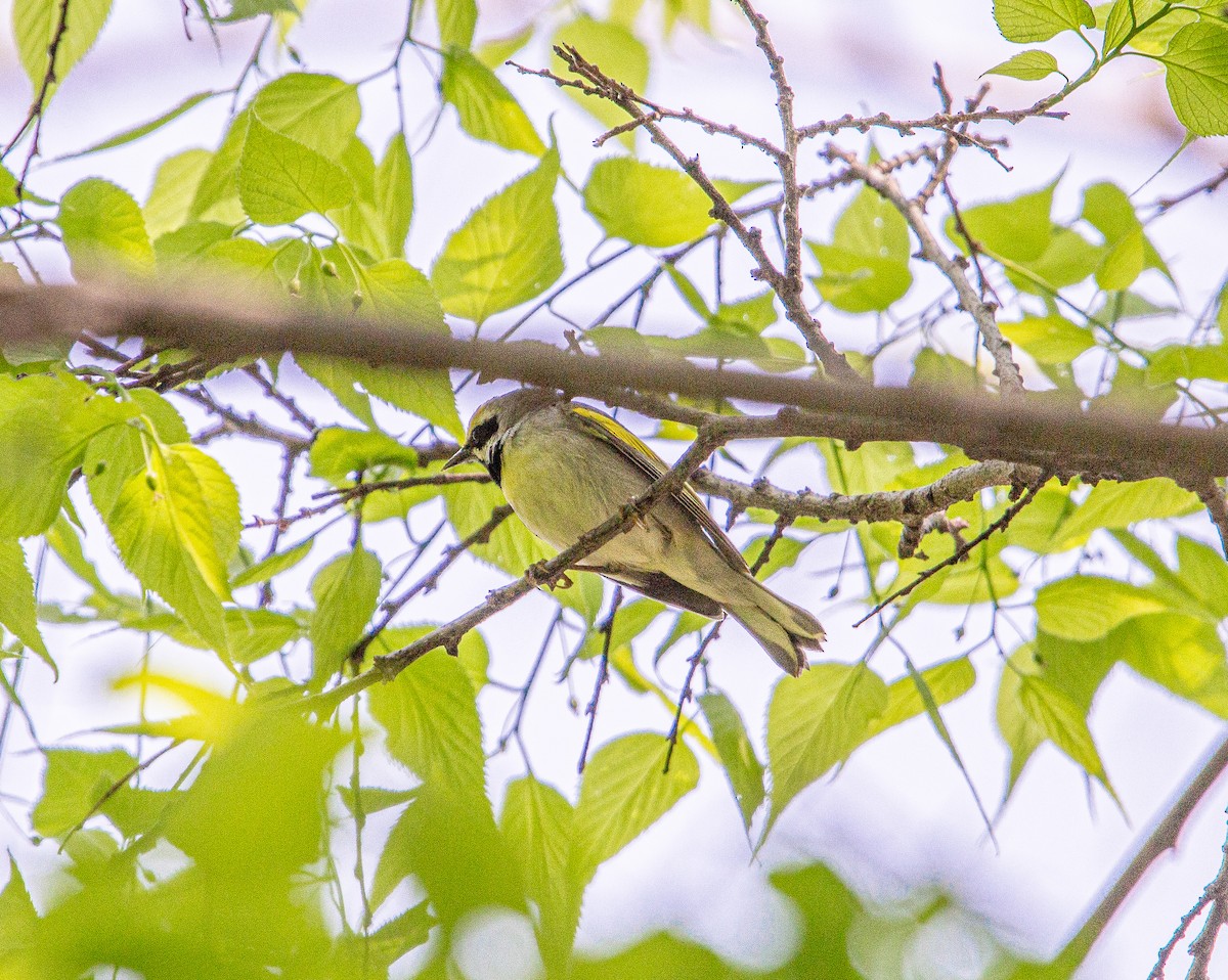 Golden-winged Warbler - ML574455671