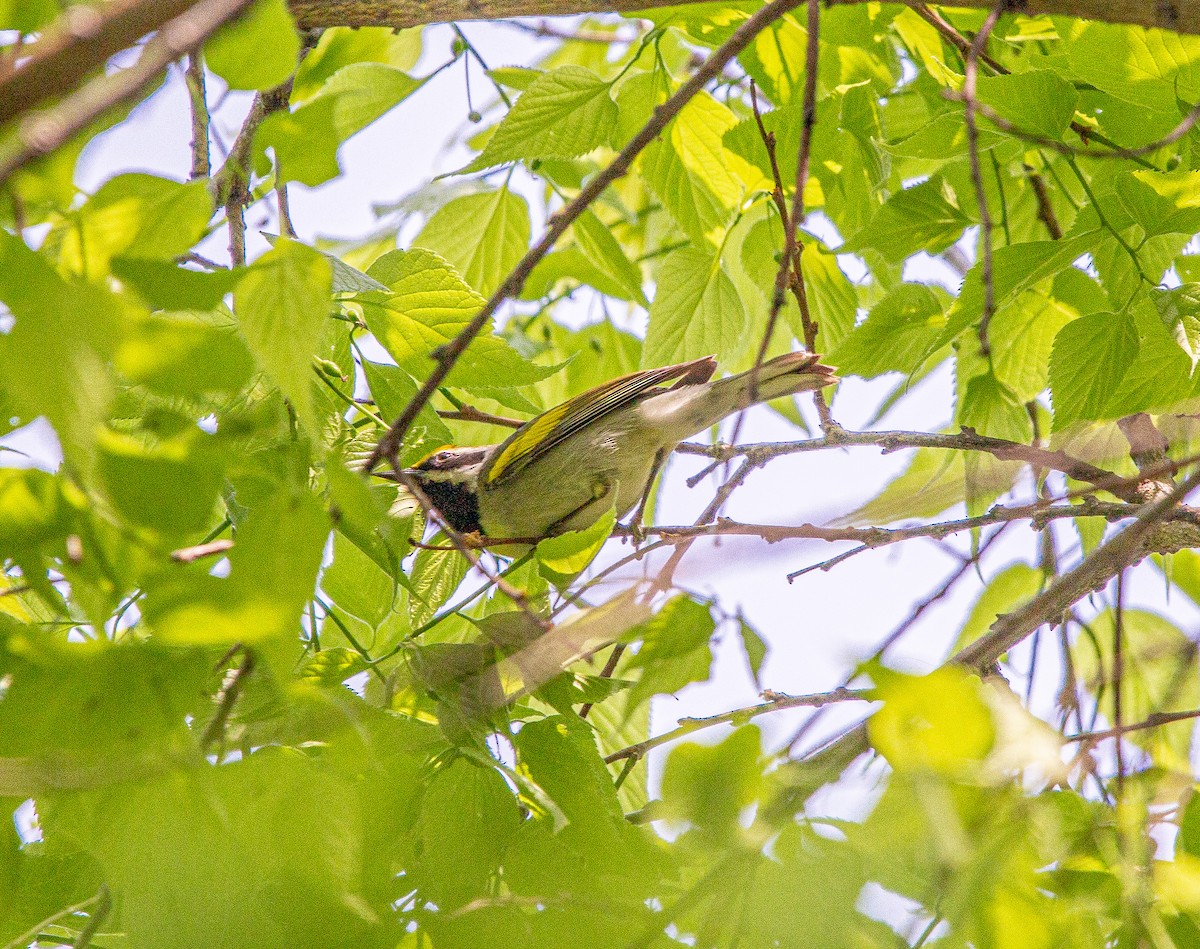 Golden-winged Warbler - ML574455681