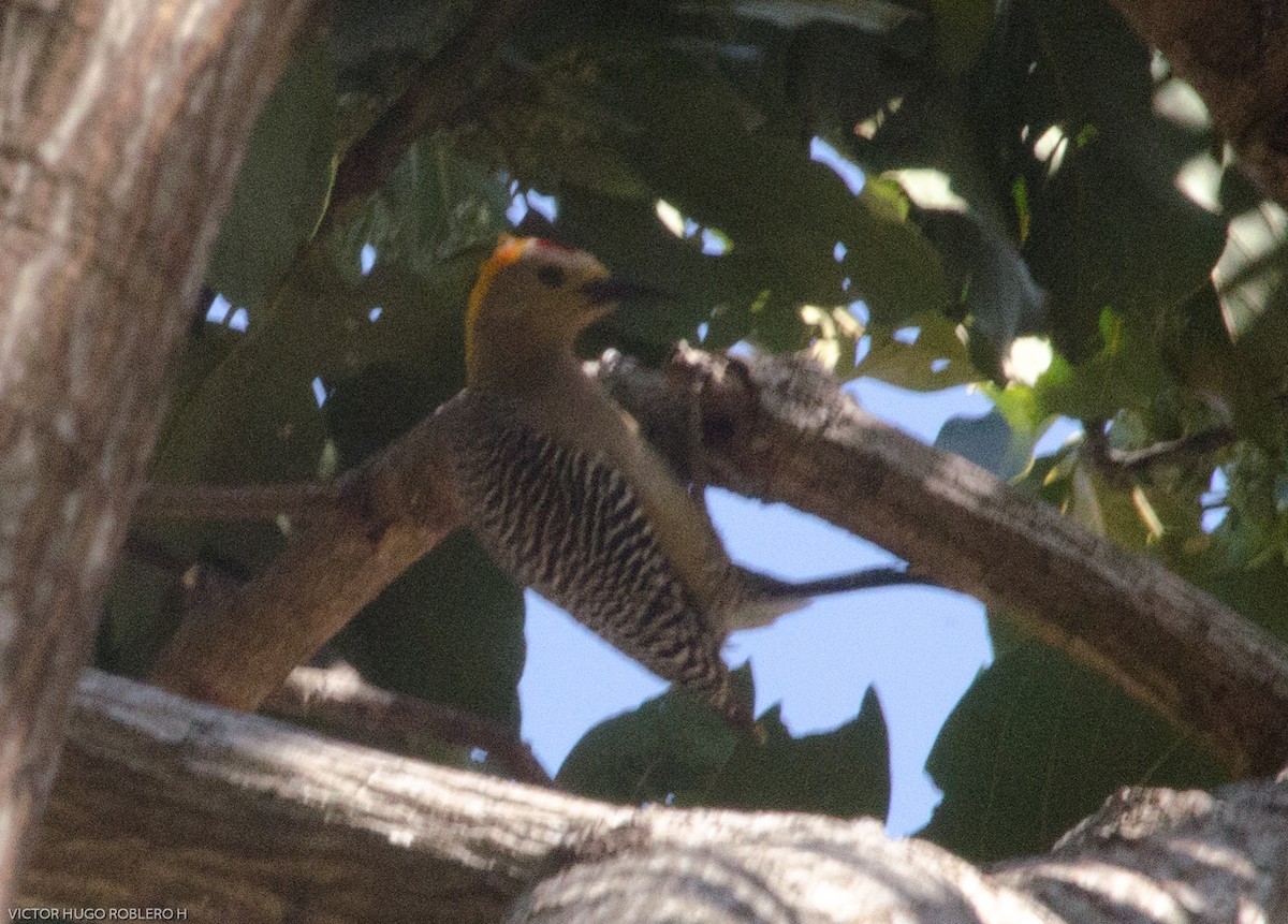 Golden-fronted Woodpecker - ML574456571