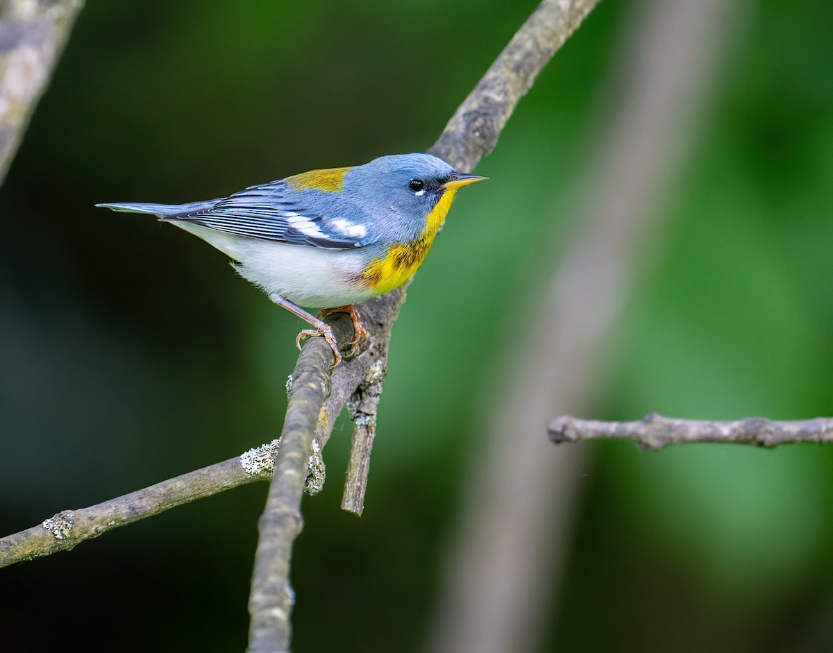 Northern Parula - ML574456701