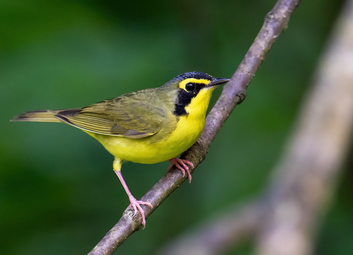 Kentucky Warbler - ML574456961