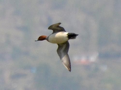 Eurasian Wigeon - ML574457061