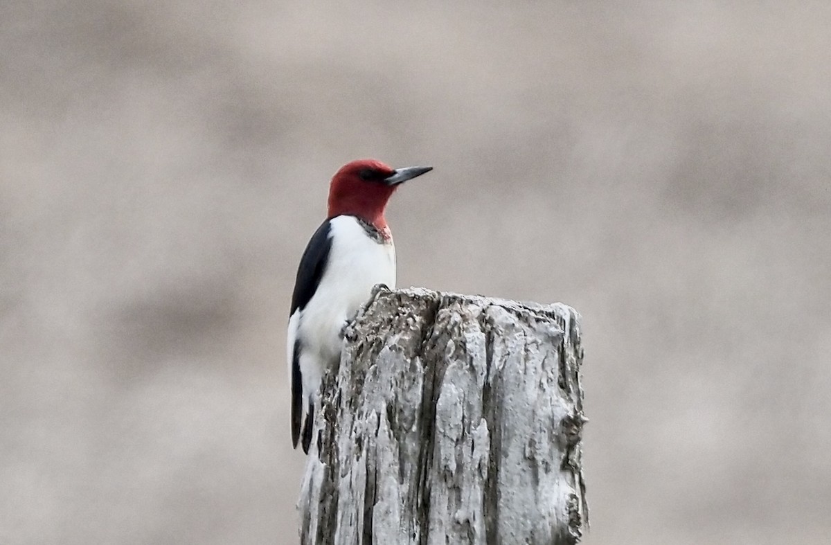 Red-headed Woodpecker - ML574457391