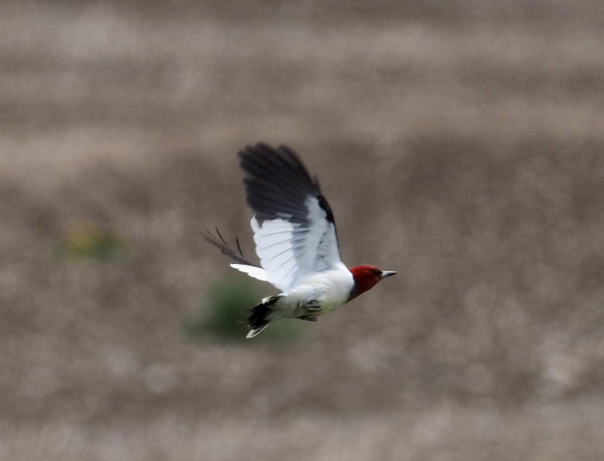 Red-headed Woodpecker - ML574457401
