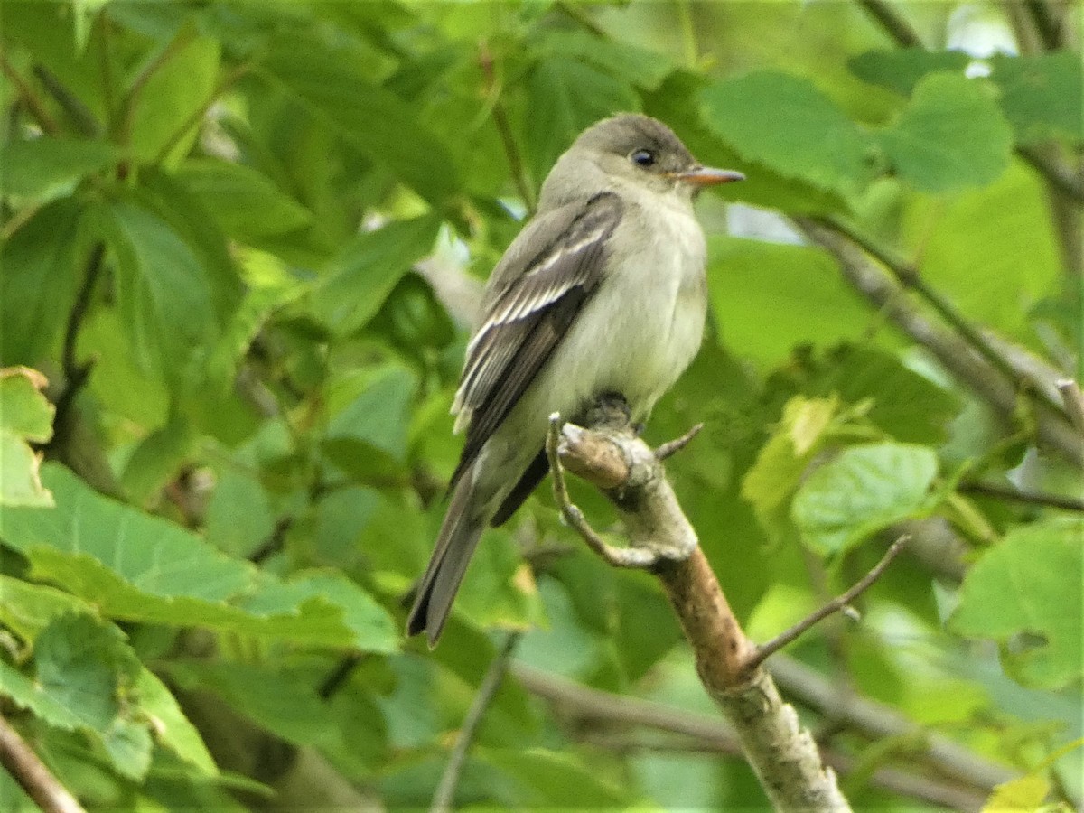 Eastern Wood-Pewee - Paul King