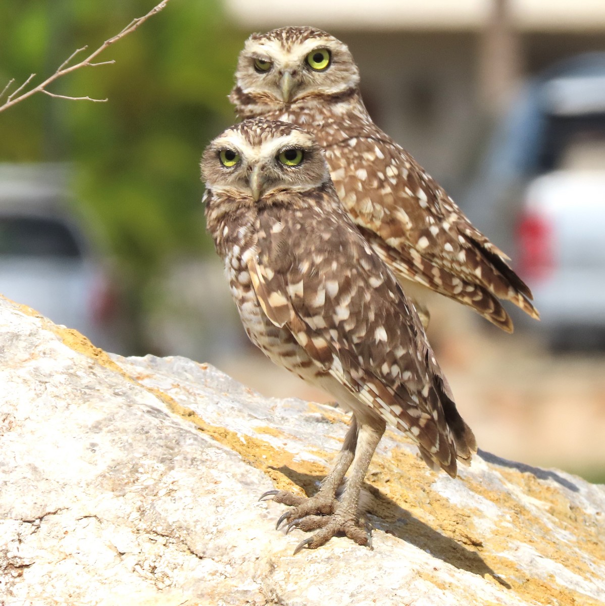 Burrowing Owl - Manuel Pérez R.