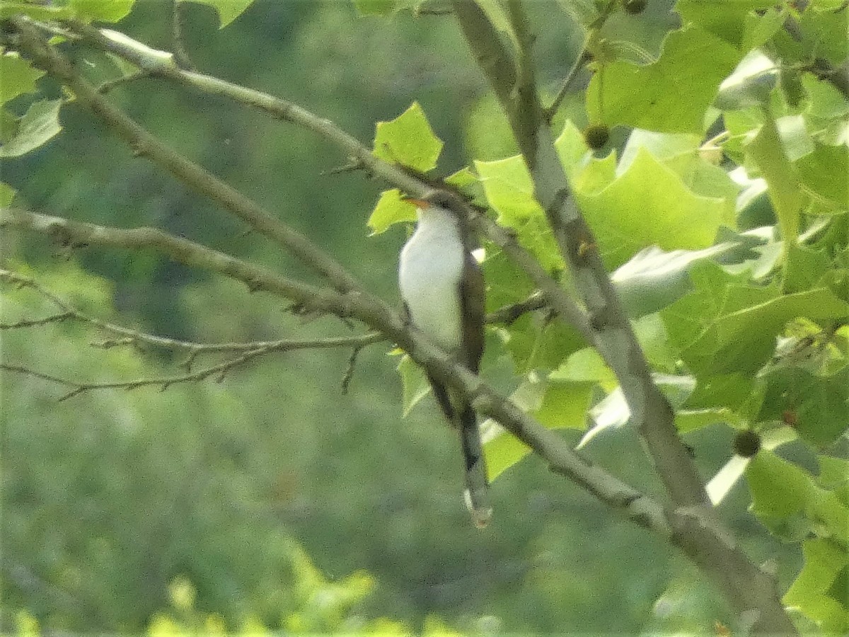 Yellow-billed Cuckoo - ML574458041