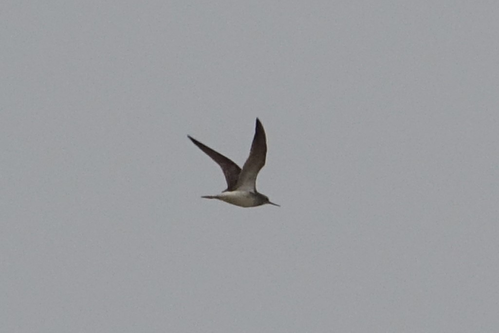 Lesser Yellowlegs - ML574458061