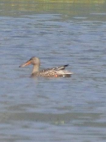 Northern Shoveler - Jos Simons