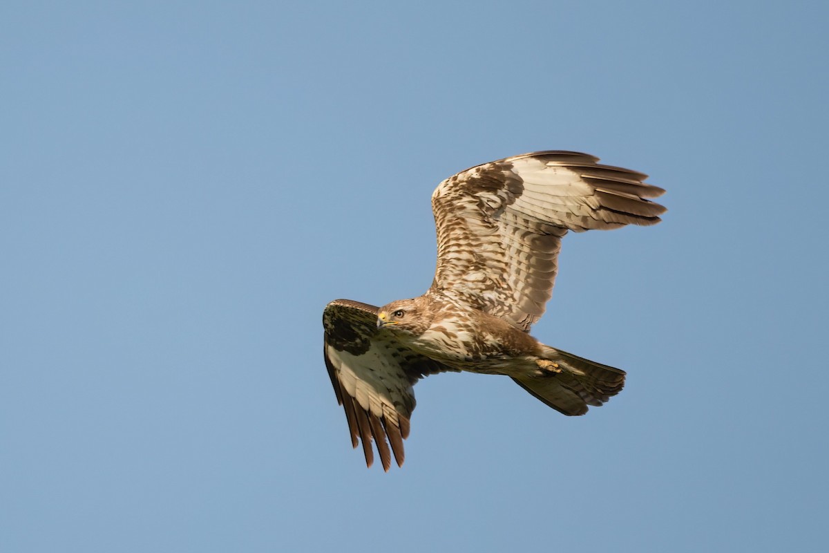 Common Buzzard - ML574458611