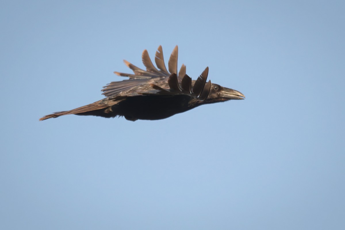 Common Raven - František Straka