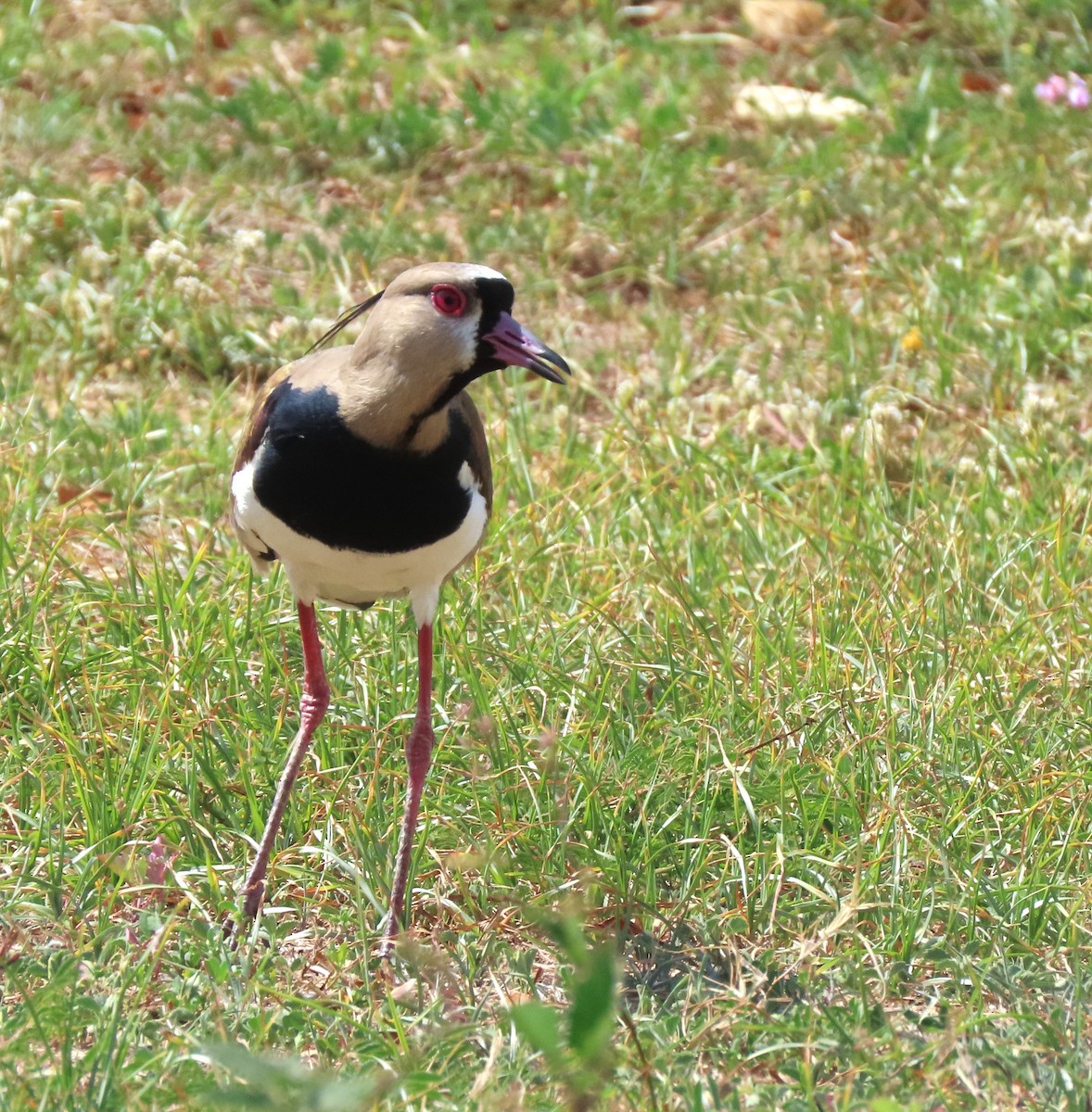 Southern Lapwing - ML574459071