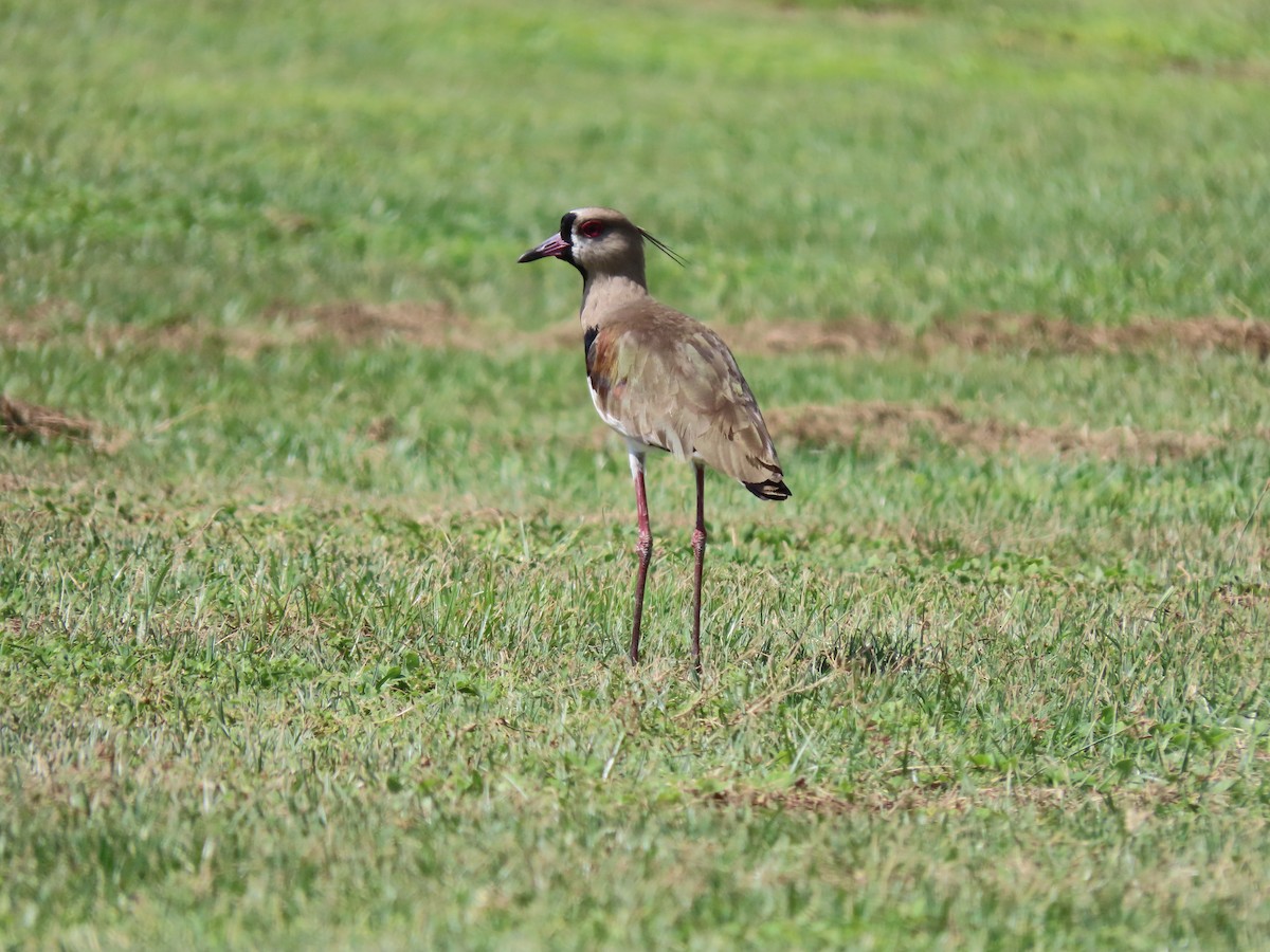 Southern Lapwing - ML574459081