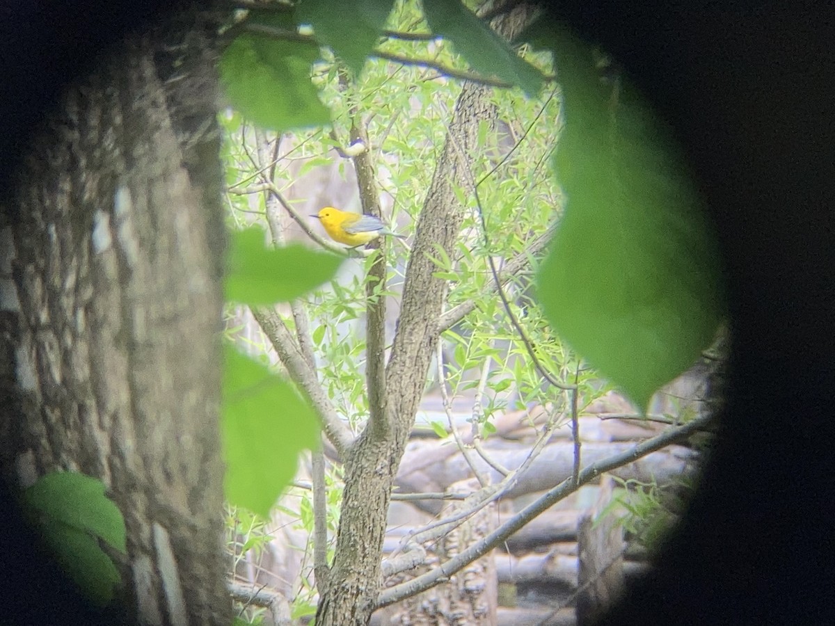 Prothonotary Warbler - ML574460121